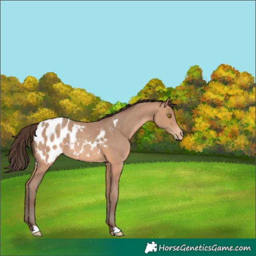 Horse Color:Amber Champagne Blanket