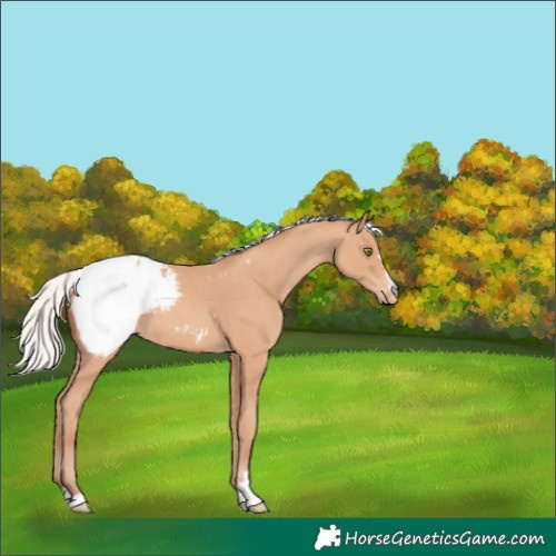 Horse Color:Silver Amber Champagne Snowcap