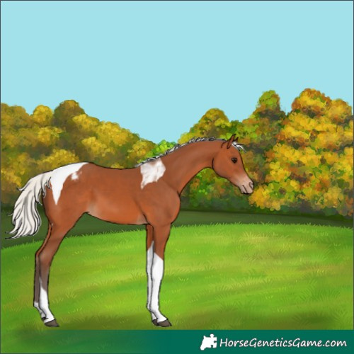 Horse Color:Silver Bay Tobiano Blanket 