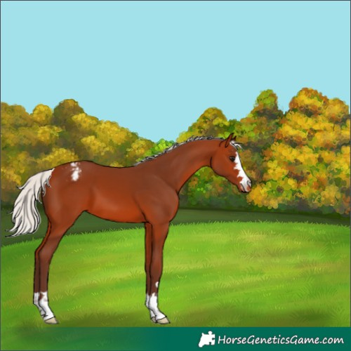 Horse Color:Silver Bay Appaloosa 