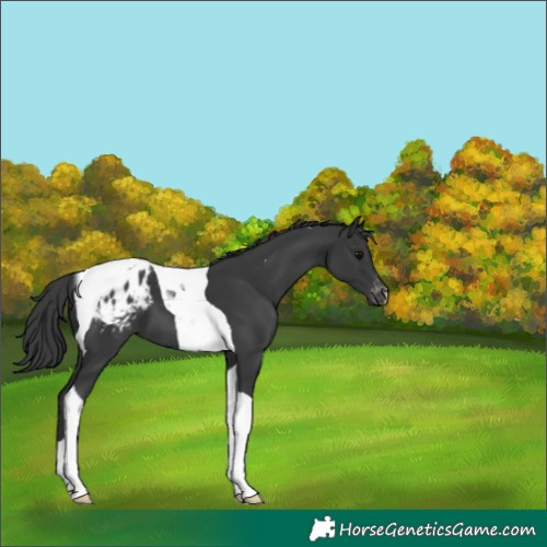 Horse Color:Black Tobiano Blanket