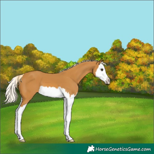 Horse Color:Palomino Splash 