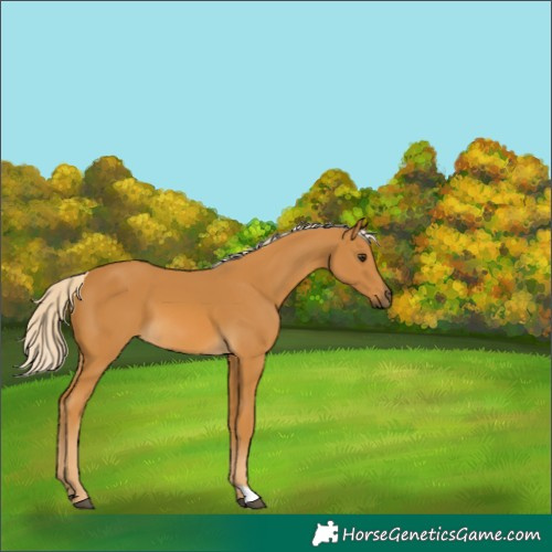 Horse Color:Palomino 