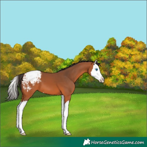 Horse Color:Bay Splash Appaloosa