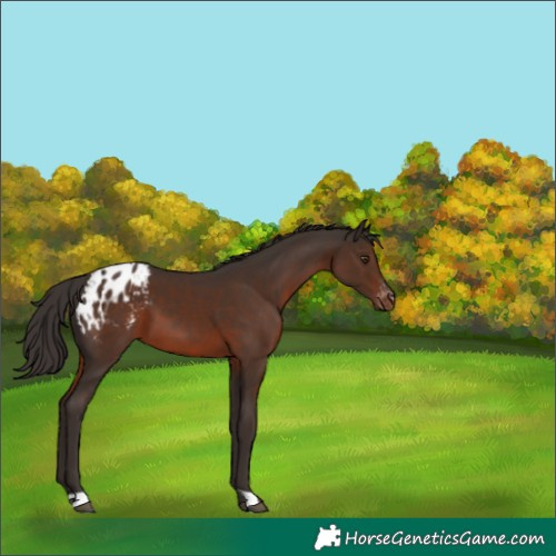 Horse Color:Liver Chestnut Blanket
