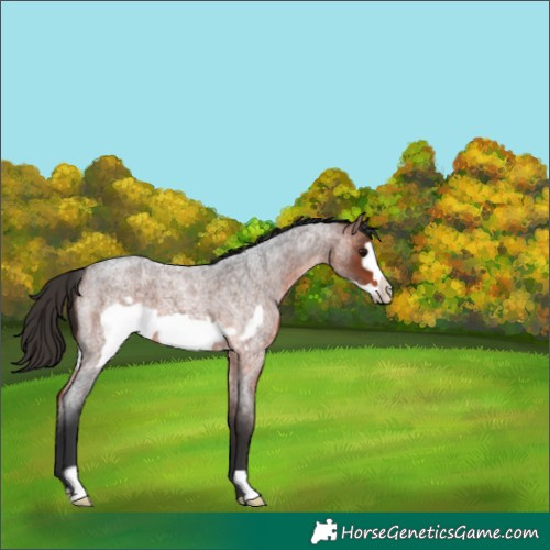 Horse Color:Bay Roan Frame