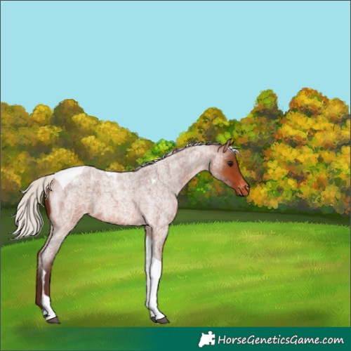 Horse Color:Silver Brown Roan Tobiano Appaloosa 