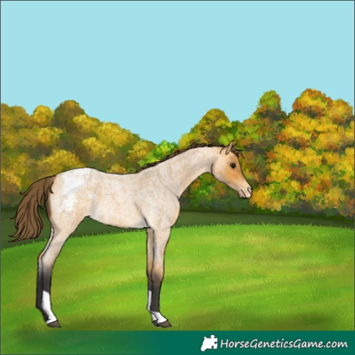 Horse Color:Buckskin Roan Tobiano Snowcap 