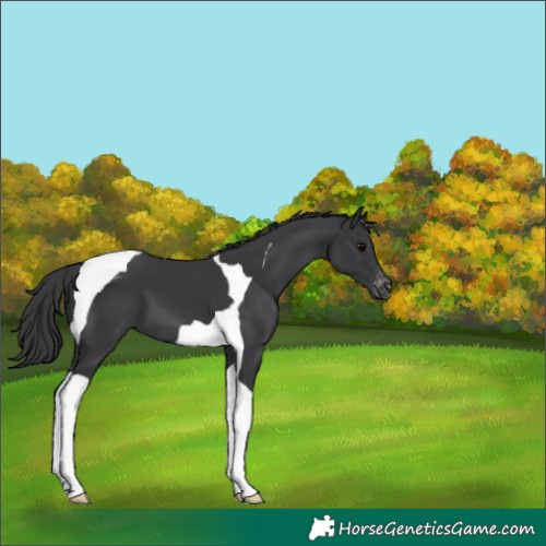 Horse Color:Black Tobiano Appaloosa