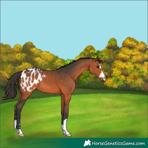 Horse Color:Bay Appaloosa 