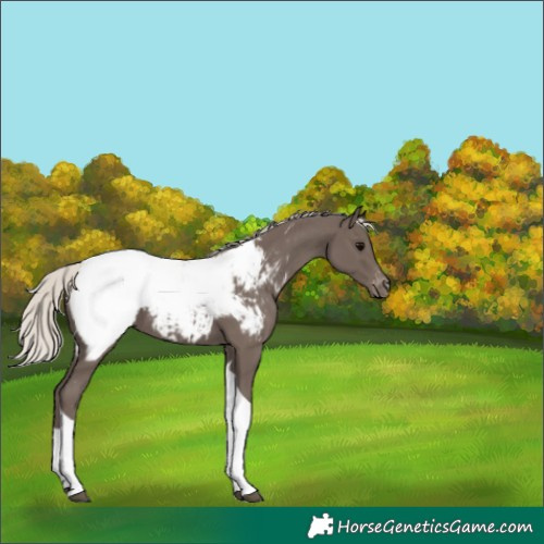 Horse Color:Silver Black Tobiano Appaloosa