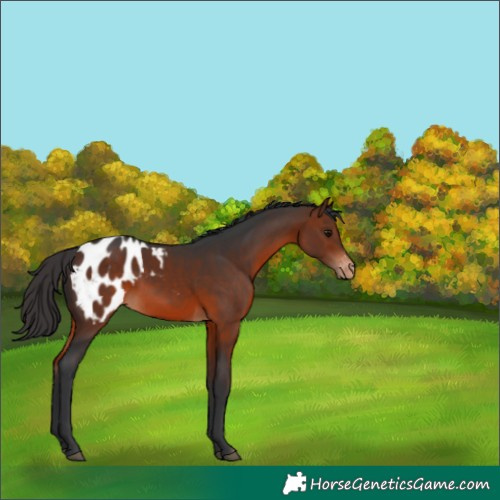 Horse Color:Bay Appaloosa 