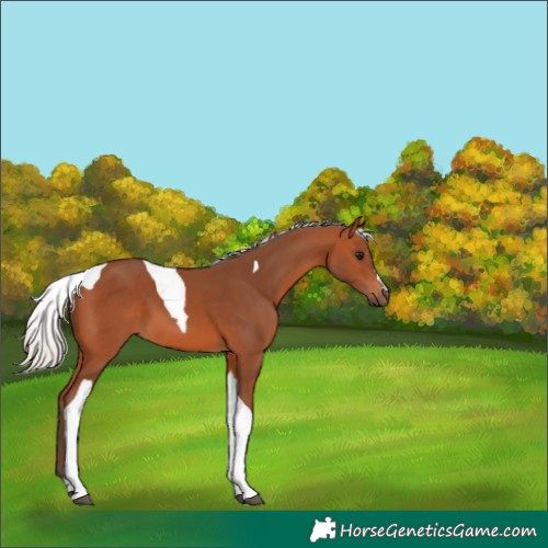 Horse Color:Silver Bay Tobiano 