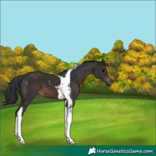 Horse Color:Brown Tobiano 