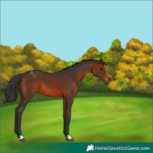 Horse Color:Bay Varnish