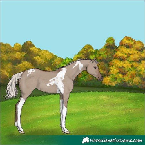 Horse Color:Silver Grullo Tobiano