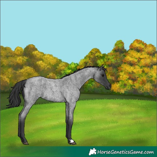 Horse Color:Blue Roan 