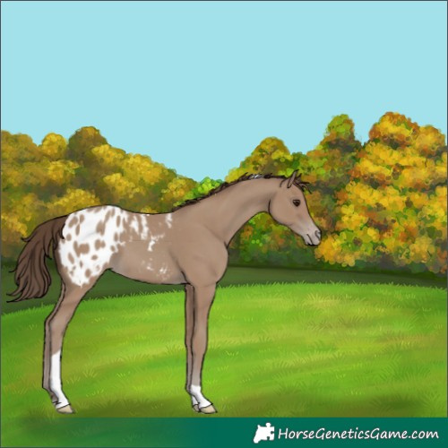 Horse Color:Classic Champagne Tobiano Blanket