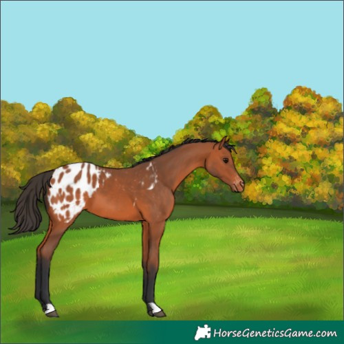 Horse Color:Bay Blanket 