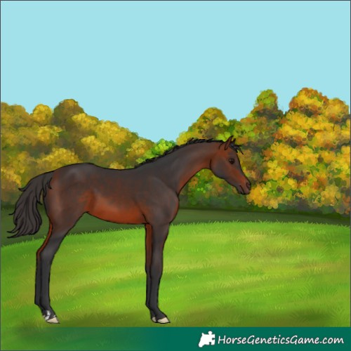 Horse Color:Bay 