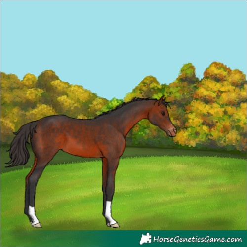 Horse Color:Bay Varnish 