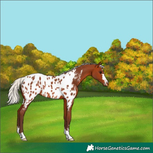 Horse Color:Silver Bay Appaloosa 