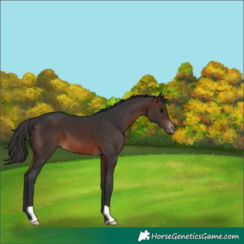 Horse Color:Brown Varnish 