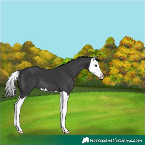Horse Color:Black Splash 