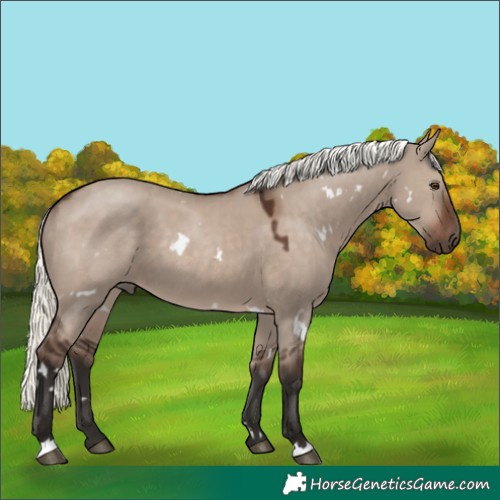 Horse Color:White Spotted Liver Red Dun Mushroom