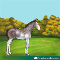 Horse Color:White Spotted Chocolate Black Sabino Rabicano 