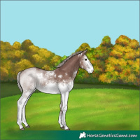 Horse Color:White Spotted Chocolate Silver Black 