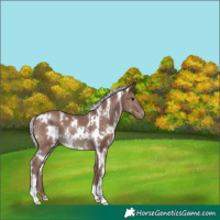 Horse Color:White Spotted Chocolate Silver Black 