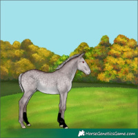 Horse Color:Chocolate Silver Grullo Chinchilla 