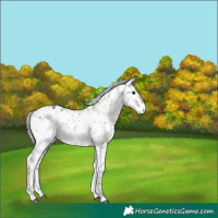 Horse Color:White Spotted Silver Brown Dun Sabino 