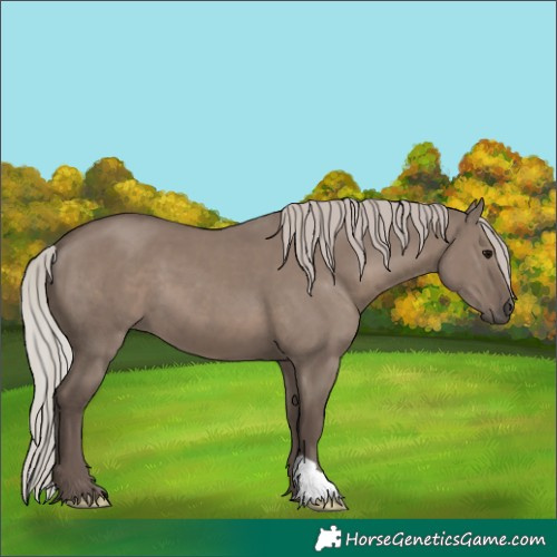 Horse Color:Silver Grullo 