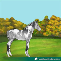 Horse Color:White Spotted Silver Bay Chinchilla 
