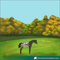 Horse Color:Brown Appaloosa 