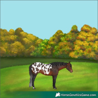 Horse Color:Brown Appaloosa