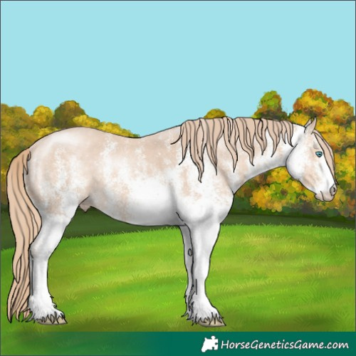 Horse Color:White Spotted Perlino 