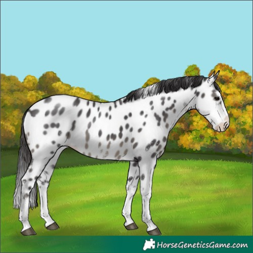 Horse Color:White Spotted Smoky Black Splash Appaloosa