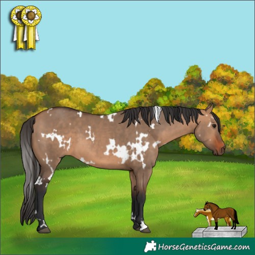 Horse Color:White Spotted Bay Dun 