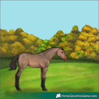 Horse Color:Bay Dun