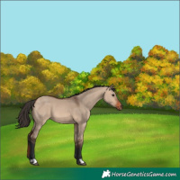Horse Color:Bay Dun