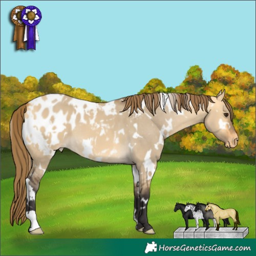 Horse Color:White Spotted Buckskin Dun Appaloosa