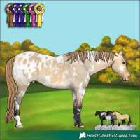 Horse Color:White Spotted Buckskin Dun Appaloosa
