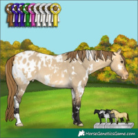 Horse Color:White Spotted Buckskin Dun Blanket 