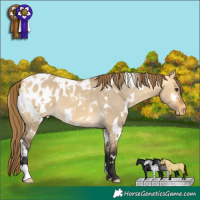 Horse Color:White Spotted Buckskin Dun Appaloosa 