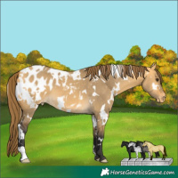 Horse Color:White Spotted Buckskin Dun Appaloosa