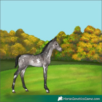 Horse Color:Platinum White Spotted Brown Dun 