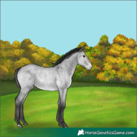 Horse Color:Platinum Buckskin Roan Dun 
